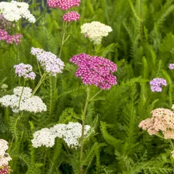 Achillée Summer Pastels - Un massif fleuri sans effort