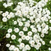 Achillée The Pearl - Des pompons blancs tout l'été