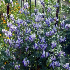 Aconit Bicolor - Des épis bleus tout l'été