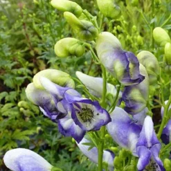 Aconit Bicolor - Des épis bleus tout l'été