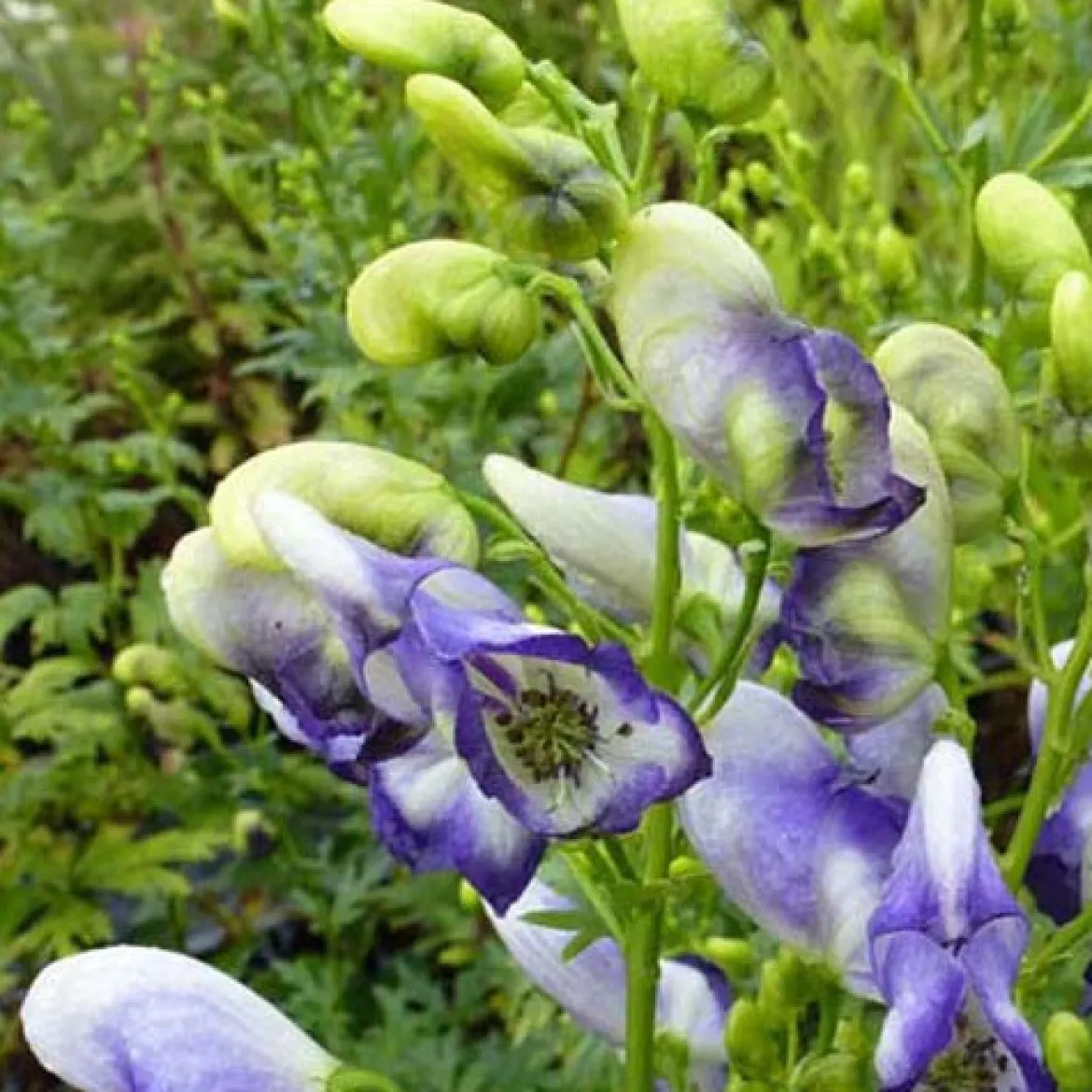 Aconit Bicolor - Des épis bleus tout l'été