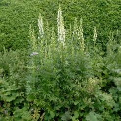 Aconit blanc - La verticale blanche du jardin