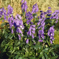Aconit d'automne Arendsii - Du bleu quand tout se fane