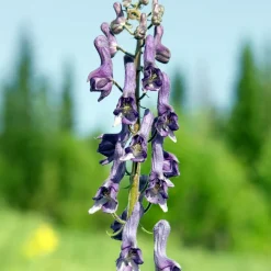 Aconit Purple Sparrow - Le violet qui monte haut