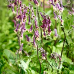Aconit Purple Sparrow - Le violet qui monte haut