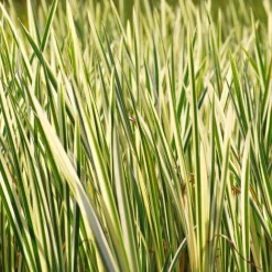 Acore odorant panaché - La berge qui sent bon