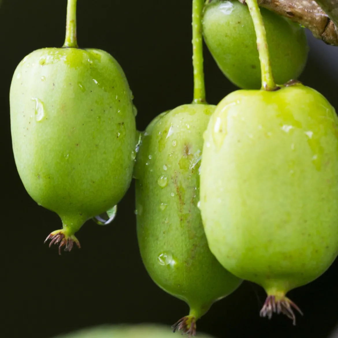 Actinidia arguta 'Issai' - Le kiwi qui pousse tout seul