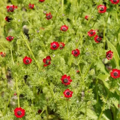 Adonis d'été Deep Red - Un rouge intense au jardin
