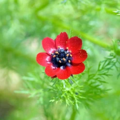 Adonis d'été Deep Red - Un rouge intense au jardin