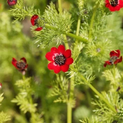 Adonis d'été Deep Red - Un rouge intense au jardin
