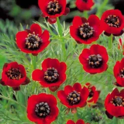 Adonis d'été Deep Red - Un rouge intense au jardin