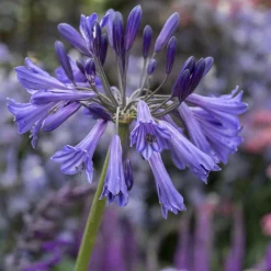 Agapanthe Black Pantha - Le violet le plus intense