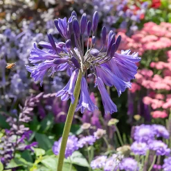 Agapanthe Black Pantha - Le violet le plus intense