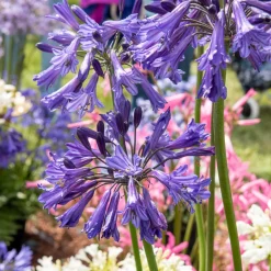 Agapanthe Black Pantha - Le violet le plus intense