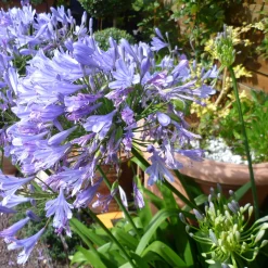 Agapanthe Blue Infinity® Panaga - Bleu intense tout l'été