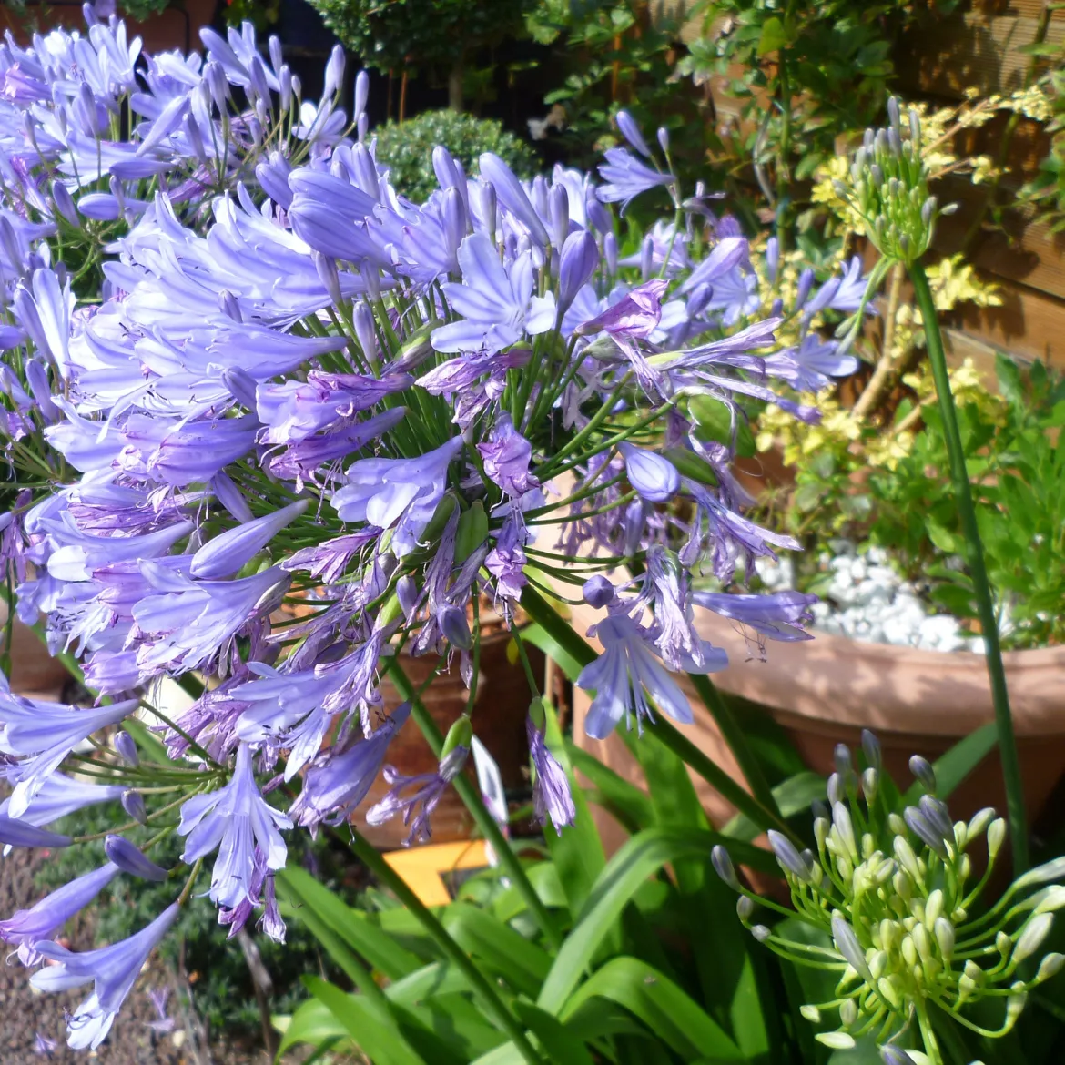 Agapanthe Blue Infinity® Panaga - Bleu intense tout l'été