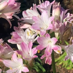 Agapanthe Blush Pink - Le rose qui change tout