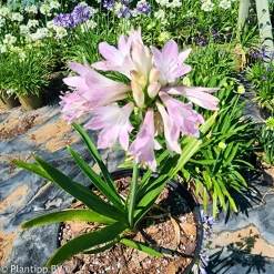 Agapanthe Blush Pink - Le rose qui change tout