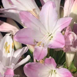 Agapanthe Blush Pink - Le rose qui change tout
