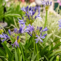 Agapanthe Charlotte - Fleurs bleues sans effort