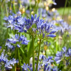 Agapanthe Charlotte - Fleurs bleues sans effort
