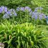 Agapanthe - Des fleurs bleues tout l'été