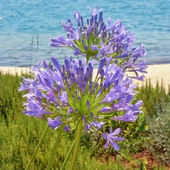 Agapanthe - Des fleurs bleues tout l'été