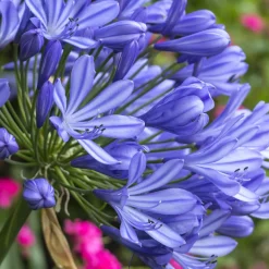 Agapanthe - Des fleurs bleues tout l'été
