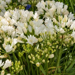 Agapanthe Double Diamond - Fleurs blanches tout l'été