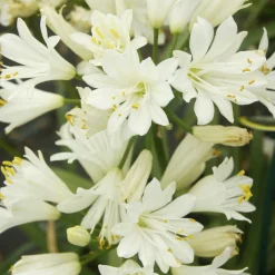 Agapanthe Double Diamond - Fleurs blanches tout l'été