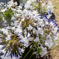 Agapanthe Enigma - Grandes fleurs blanches tout l'été