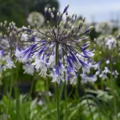 Agapanthe Fireworks - Un feu d'artifice au jardin