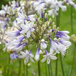 Agapanthe à grandes fleurs Queen Mum - Des fleurs XXL en été