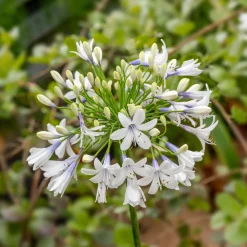 Agapanthe à grandes fleurs Queen Mum - Des fleurs XXL en été