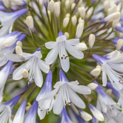 Agapanthe à grandes fleurs Queen Mum - Des fleurs XXL en été