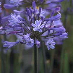 Agapanthe Graphite® Blue - Le bleu qui dure tout l'été