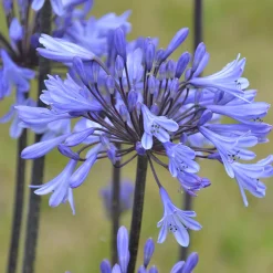 Agapanthe Graphite® Blue - Le bleu qui dure tout l'été