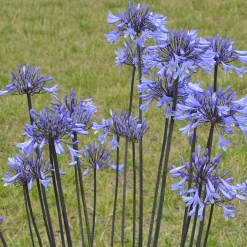 Agapanthe Graphite® Blue - Le bleu qui dure tout l'été