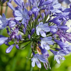 Agapanthe Peter Pan - Fleurs bleues sans effort