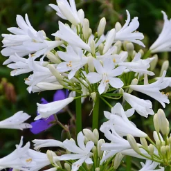 Agapanthe PITCHOUNE® White - Des fleurs blanches sans effort