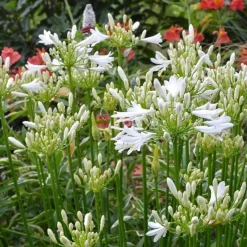 Agapanthe PITCHOUNE® White - Des fleurs blanches sans effort