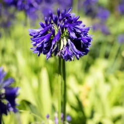 Agapanthe Purple Cloud - Des fleurs violettes tout l'été