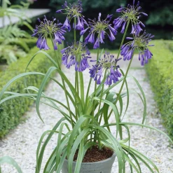 Agapanthe Purple Cloud - Des fleurs violettes tout l'été