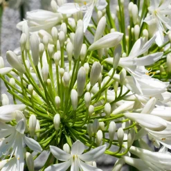 2 Agapanthes blanches - Un été 100% blanc pur