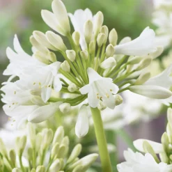 2 Agapanthes blanches - Un été 100% blanc pur