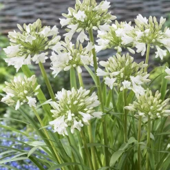 2 Agapanthes blanches - Un été 100% blanc pur