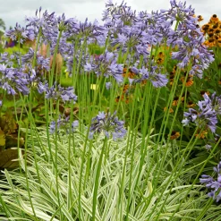 Agapanthe 'Silver Moon' - Feuillage panaché, fleurs bleues