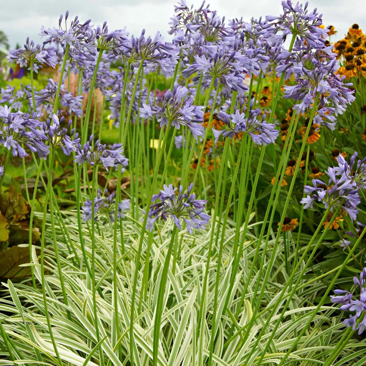 Agapanthe 'Silver Moon' - Feuillage panaché, fleurs bleues