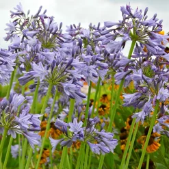 Agapanthe 'Silver Moon' - Feuillage panaché, fleurs bleues