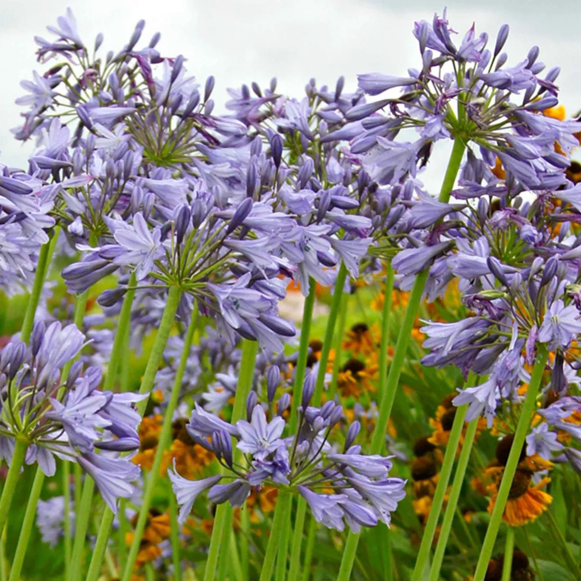 Agapanthe 'Silver Moon' - Feuillage panaché, fleurs bleues